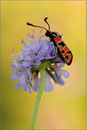 Bergkronenwidderchen (Zygaena fausta), Thüringen 2010