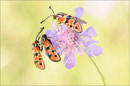 Bergkronenwidderchen (Zygaena fausta), Thüringen 2011