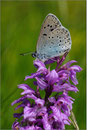 Thymiab-Ameisenbläuling (Maculinea arion), Wallis 2010