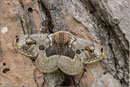 Europäischer Brahmaspinner (Brahmaea europaea), Italien 2013