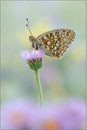 Mittlerer Perlmutterfalter (Argynnis niobe), Wallis 2011