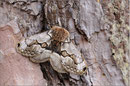 Europäischer Brahmaspinner (Brahmaea europaea), Italien 2012