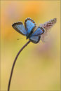 Himmelblauer Bläuling (P. bellargus), Thrüingen 2011