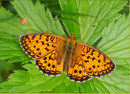 Mädesüß-Perlmutterfalter (Brenthis ino), Thüringen 2009