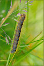 Raupe von Malacosoma alpicola, Wallis 2010
