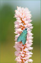 Grünwidderchen (Zygaena statices), Thüringen 2009