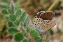 Spanischer Bläuling Weibchen bei der Eiablage (P. pylaon ssp. trappi), Wallis 2009