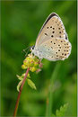 Thymian-Ameisenbläuling (Maculinea arion), Wallis 2010