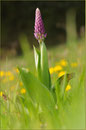 Purpurknabenkraut (Orchis purpurea), Thüringen 2009