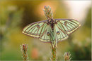 Graellsia isabellae, Schweiz,  Wallis 2011