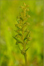 Grüne Hohlzunge (Coeloglossum viride), Thüringen 2009