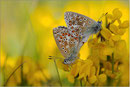 Himmelblauer Bläuling (P. bellargus), Thüringen 2010