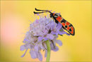 Bergkronenwidderchen (Zygaena fausta), Thüringen 2010