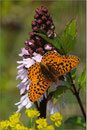 Silberfleck-Perlmutterfalter (Boloria euphrosyne) an Purpurknabenkraut (Thüringen 2010)