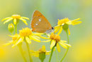 Dukatenfalter (Lycaena virgaureae), Thüringen 2011