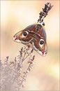 Kleines Nachtpfauenauge (Eudia pavonia), Thüringen 2012