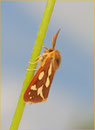 Hofdame (H. aulica), Thüringen 2009