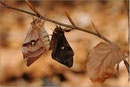 Nagelfleck (Kopula Nominat x ferenigra), Thüringen 2010