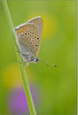 Lilagold-Feuerfalter (Lycaena hippothoe), Bayern 2009