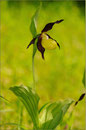 Frauenschuh (Cypripedium calceolus), Thüringen 2010