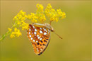 Feuerroter Perlmutterfalter (Argynnis adippe), Thüringen 2009