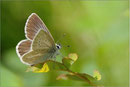 Aricia nicias, Wallis 2010