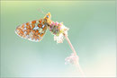 Silberfleck Perlmutterfalter (Boloria euphrosyne), Thüringen 2012