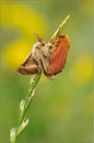 Malacosoma alpicola, Wallis 2010