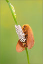 Malacosoma alpicola, Wallis 2010