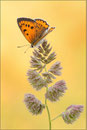 Großer Feuerfalter (Lycaena dispar) Weibchen