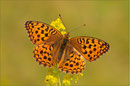 Feuerroter Perlmutterfalter (Argynnis adippe), Thüringen 2009