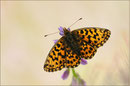 Magerrasen Perlmutterfalter (Boloria dia), Thüringen 2012