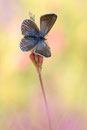 Esparsettenbläuling (Polyommatus thersites), Thüringen 2012