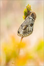 Europäischer Brahmaspinner (Brahmaea europaea), Italien 2013