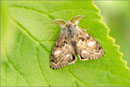 O. selenitica, Thüringen 2012