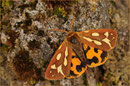 Hofdame (H. aulica), Thüringen 2009
