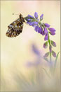 Magerrasen Perlmutterfalter (Boloria dia), Thüringen 2012