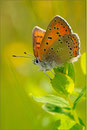 Lilagold-Feuerfalter (Lycaena hippothoe), Thüringen 2010
