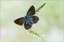 Zahnflügel Bläuling (M. daphnis f. steveni), Südtirol 2012