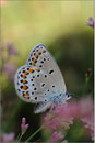Spanischer Bläuling Weibchen (P. pylaon ssp. trappi), Wallis 2009
