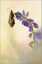 Magerrasen Perlmutterfalter (Boloria dia), Thüringen 2012
