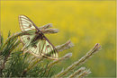 Graellsia isabellae, Schweiz,  Wallis 2011