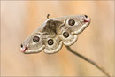 Kleines Nachtpfauenauge (Eudia pavonia), Thüringen 2014