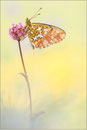 Silberfleck Perlmutterfalter (Boloria euphrosyne), Thüringen 2013