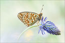 Mittlerer Perlmutterfalter (Argynnis niobe), Südtirol 2012