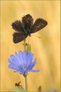 Silbergrüner Bläuling (P. coridon), Thüringen 2010