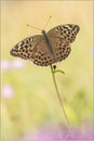 Kaisermantel (Argynnis paphia f. valesina), Thüringen 2013