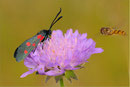 Zygaena ephialtes, Thüringen 2010