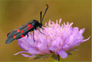 Zygaena ephialtes, Thüringen 2010