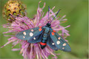 Zygaena ephialtes, Wallis 2010